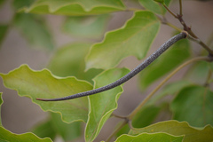 Dolichandrone atrovirens